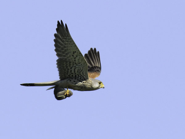 Tuulihaukka, Common Kestrel, Falco tinnunculus