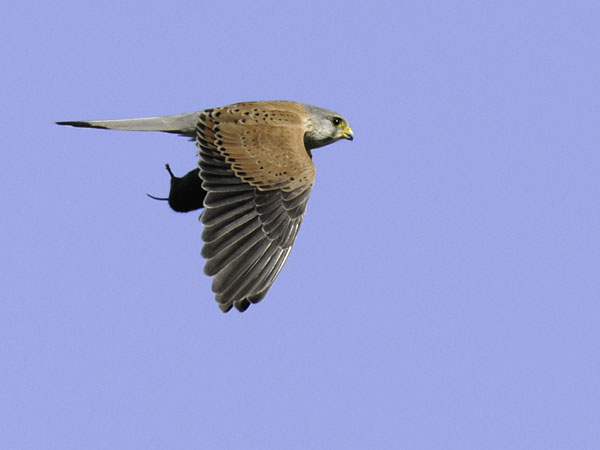 Tuulihaukka, Common Kestrel, Falco tinnunculus