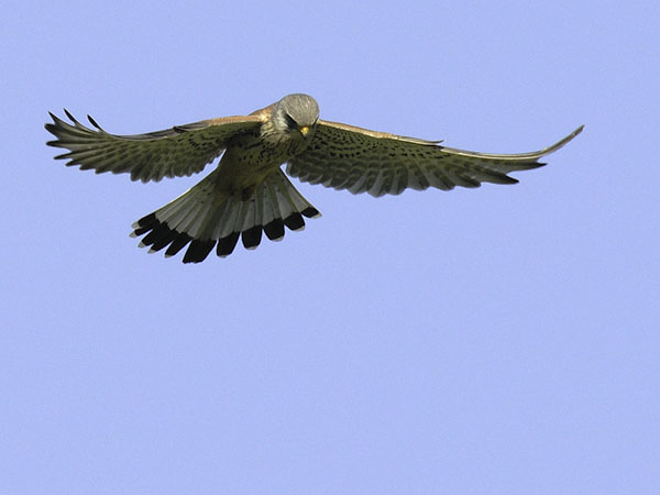 Tuulihaukka, Common Kestrel, Falco tinnunculus
