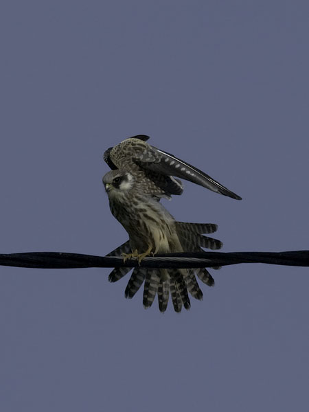 Punajalkahaukka, Red-footed Falcon, Falco vespertinus