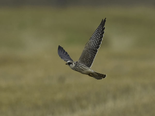 Punajalkahaukka, Red-footed Falcon, Falco vespertinus