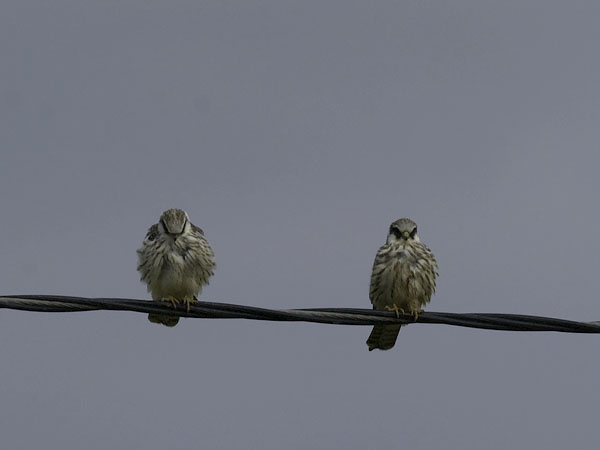 Punajalkahaukka, Red-footed Falcon, Falco vespertinus