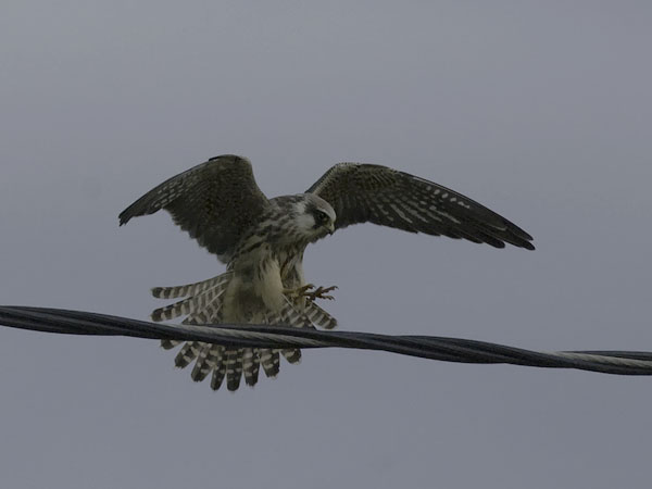 Punajalkahaukka, Red-footed Falcon, Falco vespertinus