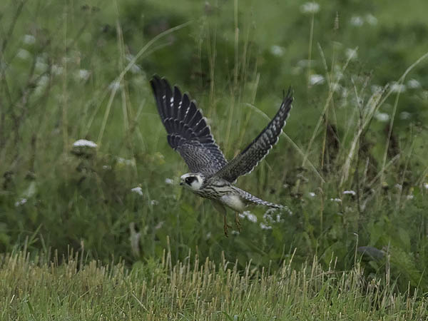 Punajalkahaukka, Red-footed Falcon, Falco vespertinus