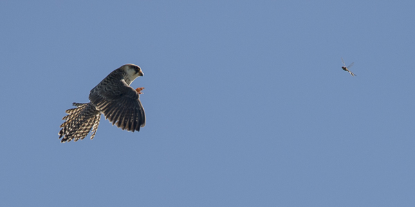 Punajalkahaukka, Red-footed Falcon, Falco vespertinus