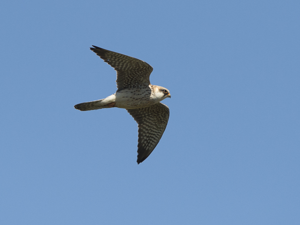 Punajalkahaukka, Red-footed Falcon, Falco vespertinus
