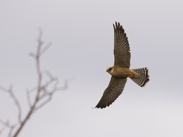 Punajalkahaukka, Red-footed Falcon, Falco vespertinus
