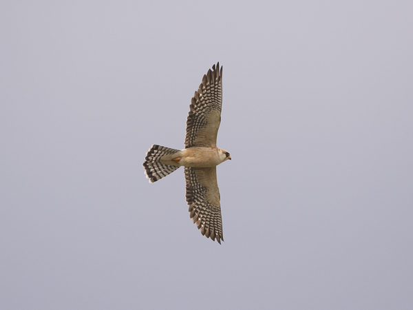 Punajalkahaukka, Red-footed Falcon, Falco vespertinus