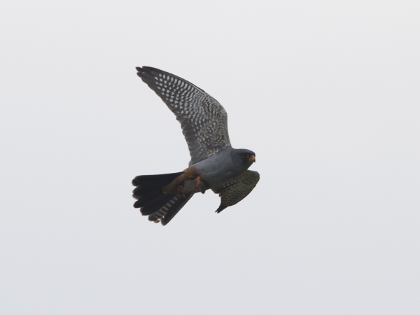 Punajalkahaukka, Red-footed Falcon, Falco vespertinus