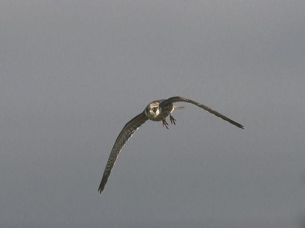Punajalkahaukka, Red-footed Falcon, Falco vespertinus