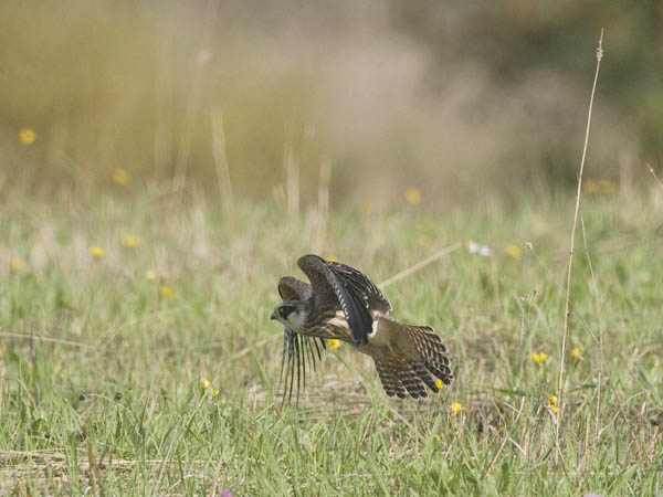 Punajalkahaukka, Red-footed Falcon, Falco vespertinus
