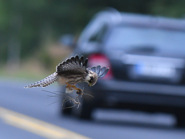 Punajalkahaukka, Red-footed Falcon, Falco vespertinus