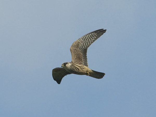 Punajalkahaukka, Red-footed Falcon, Falco vespertinus