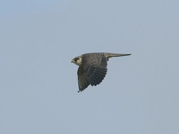 Punajalkahaukka, Red-footed Falcon, Falco vespertinus