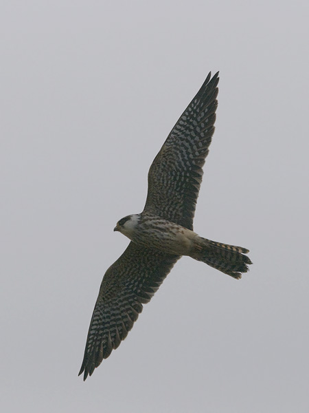 Punajalkahaukka, Red-footed Falcon, Falco vespertinus
