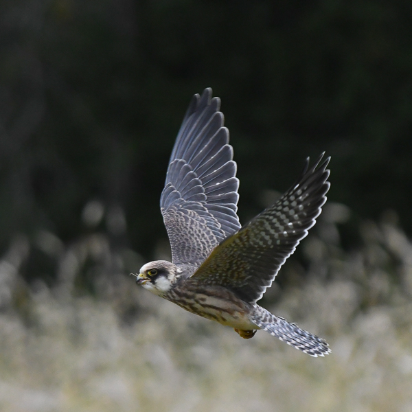Punajalkahaukka, Red-footed Falcon, Falco vespertinus