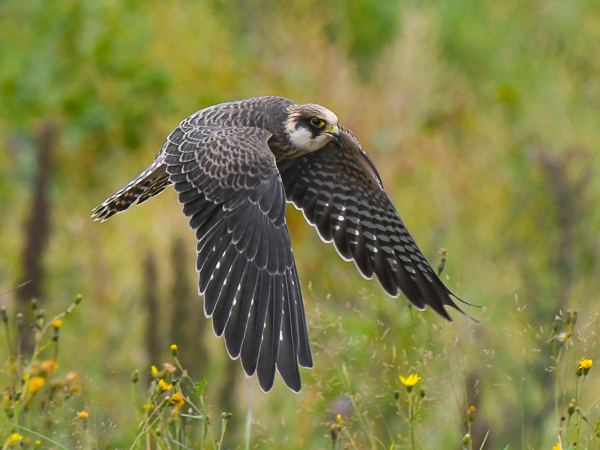 Punajalkahaukka, Red-footed Falcon, Falco vespertinus