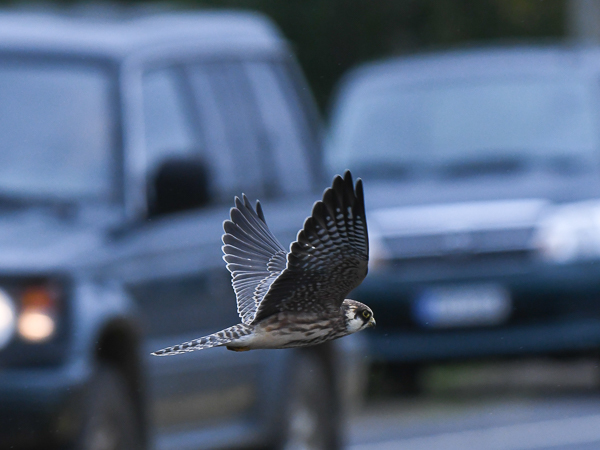 Punajalkahaukka, Red-footed Falcon, Falco vespertinus