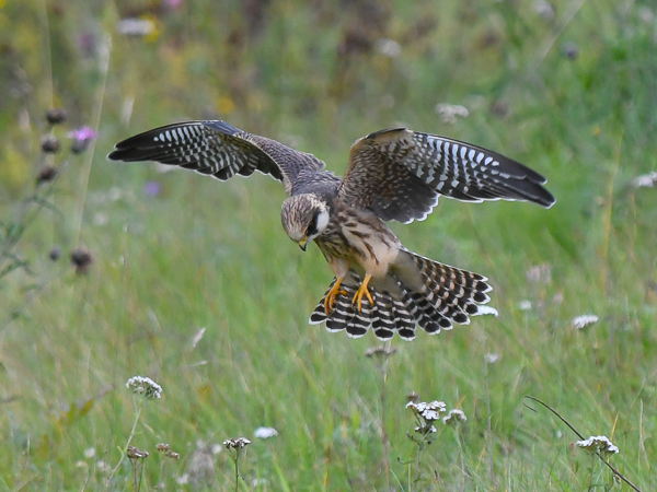 Punajalkahaukka, Red-footed Falcon, Falco vespertinus