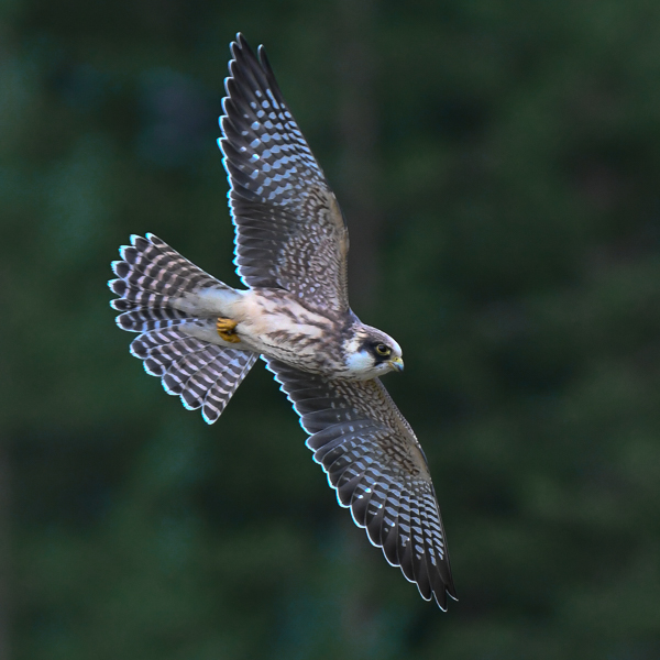 Punajalkahaukka, Red-footed Falcon, Falco vespertinus