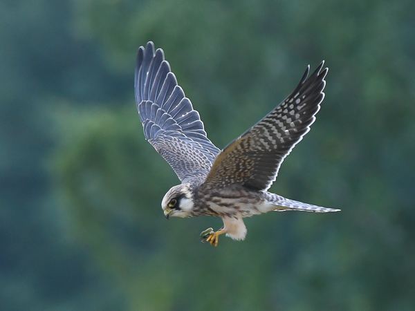 Punajalkahaukka, Red-footed Falcon, Falco vespertinus
