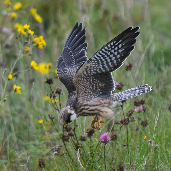 Punajalkahaukka, Red-footed Falcon, Falco vespertinus