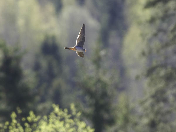 Punajalkahaukka, Red-footed Falcon, Falco vespertinus