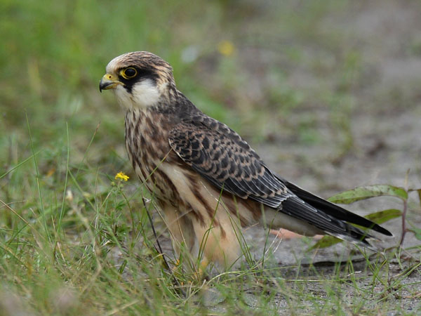 Punajalkahaukka, Red-footed Falcon, Falco vespertinus