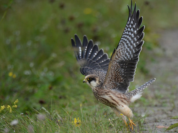 Punajalkahaukka, Red-footed Falcon, Falco vespertinus