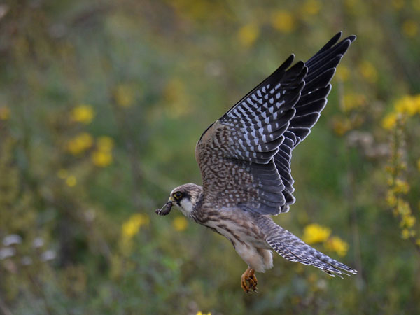 Punajalkahaukka, Red-footed Falcon, Falco vespertinus