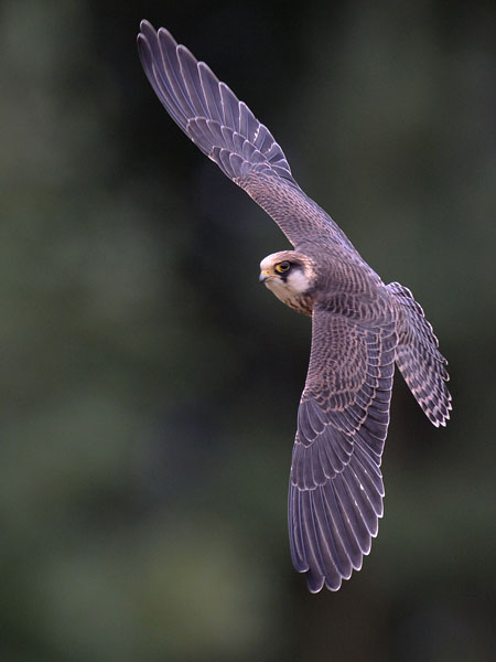 Punajalkahaukka, Red-footed Falcon, Falco vespertinus