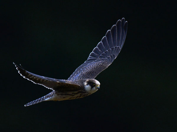 Punajalkahaukka, Red-footed Falcon, Falco vespertinus