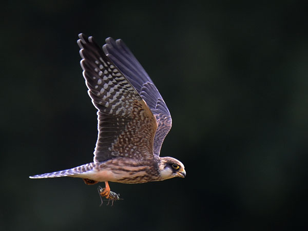 Punajalkahaukka, Red-footed Falcon, Falco vespertinus