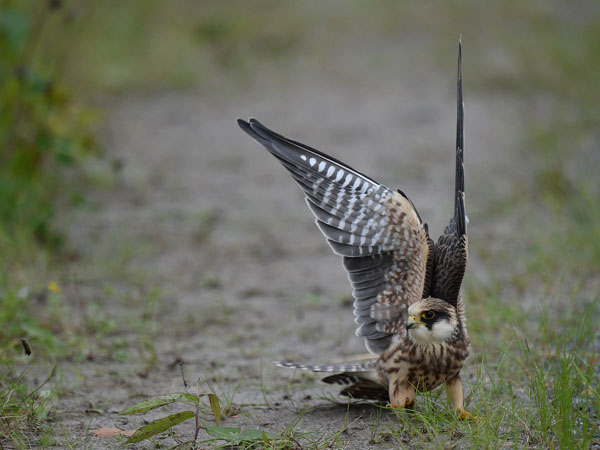 Punajalkahaukka, Red-footed Falcon, Falco vespertinus