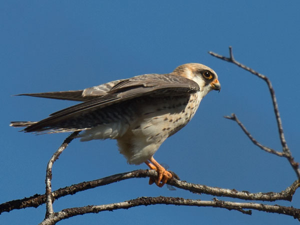 Punajalkahaukka, Red-footed Falcon, Falco vespertinus