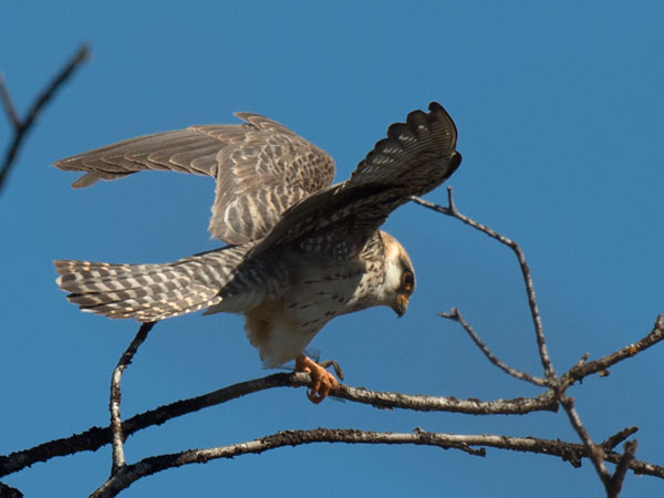 Punajalkahaukka, Red-footed Falcon, Falco vespertinus