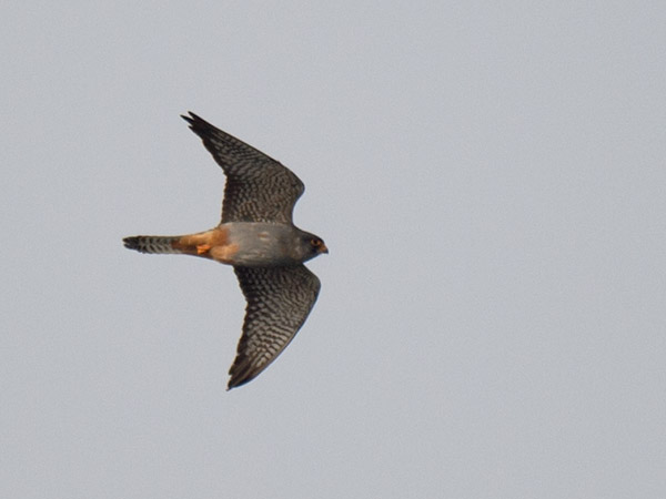 Punajalkahaukka, Red-footed Falcon, Falco vespertinus