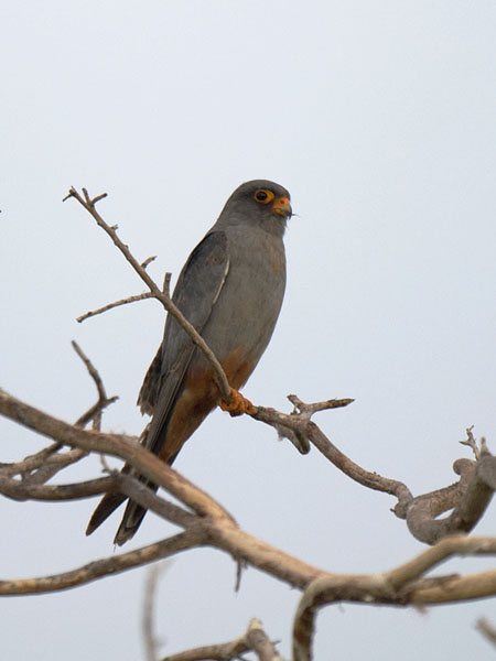 Punajalkahaukka, Red-footed Falcon, Falco vespertinus