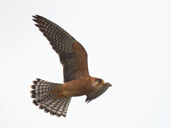 Punajalkahaukka, Red-footed Falcon, Falco vespertinus