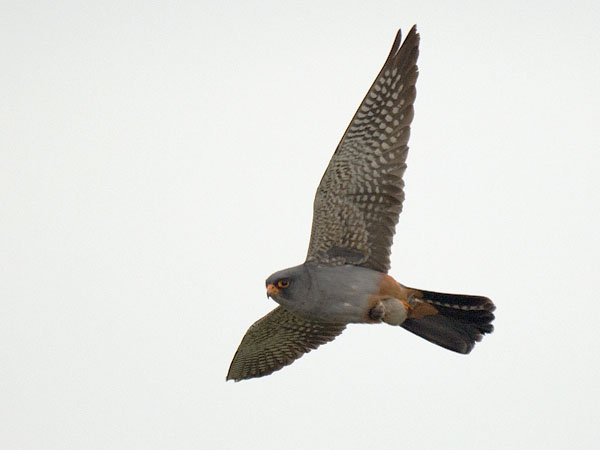 Punajalkahaukka, Red-footed Falcon, Falco vespertinus