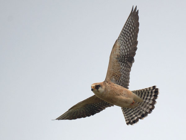 Punajalkahaukka, Red-footed Falcon, Falco vespertinus