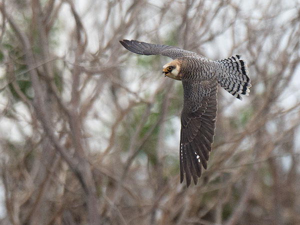Punajalkahaukka, Red-footed Falcon, Falco vespertinus