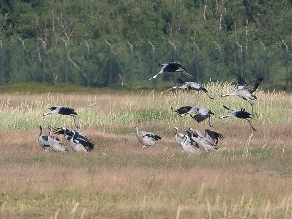 Hietakurki, Sandhill Crane, Antigone canadensis
