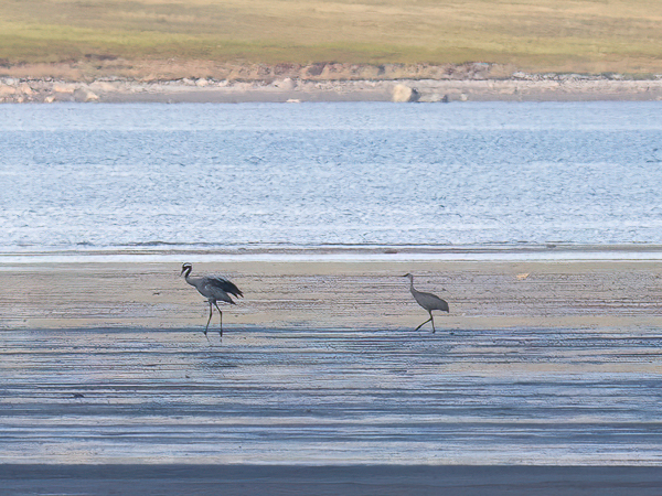 Hietakurki, Sandhill Crane, Antigone canadensis