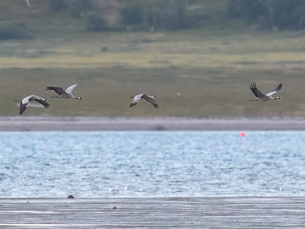 Hietakurki, Sandhill Crane, Antigone canadensis