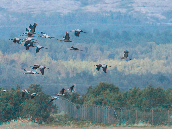 Hietakurki, Sandhill Crane, Antigone canadensis