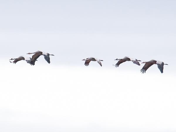 Hietakurki, Sandhill Crane, Antigone canadensis