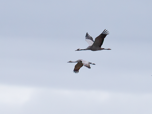 Hietakurki, Sandhill Crane, Antigone canadensis