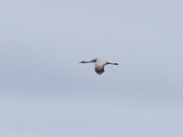 Hietakurki, Sandhill Crane, Antigone canadensis