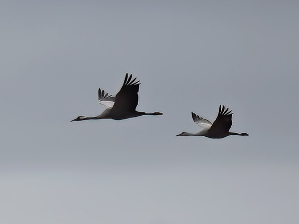 Hietakurki, Sandhill Crane, Antigone canadensis